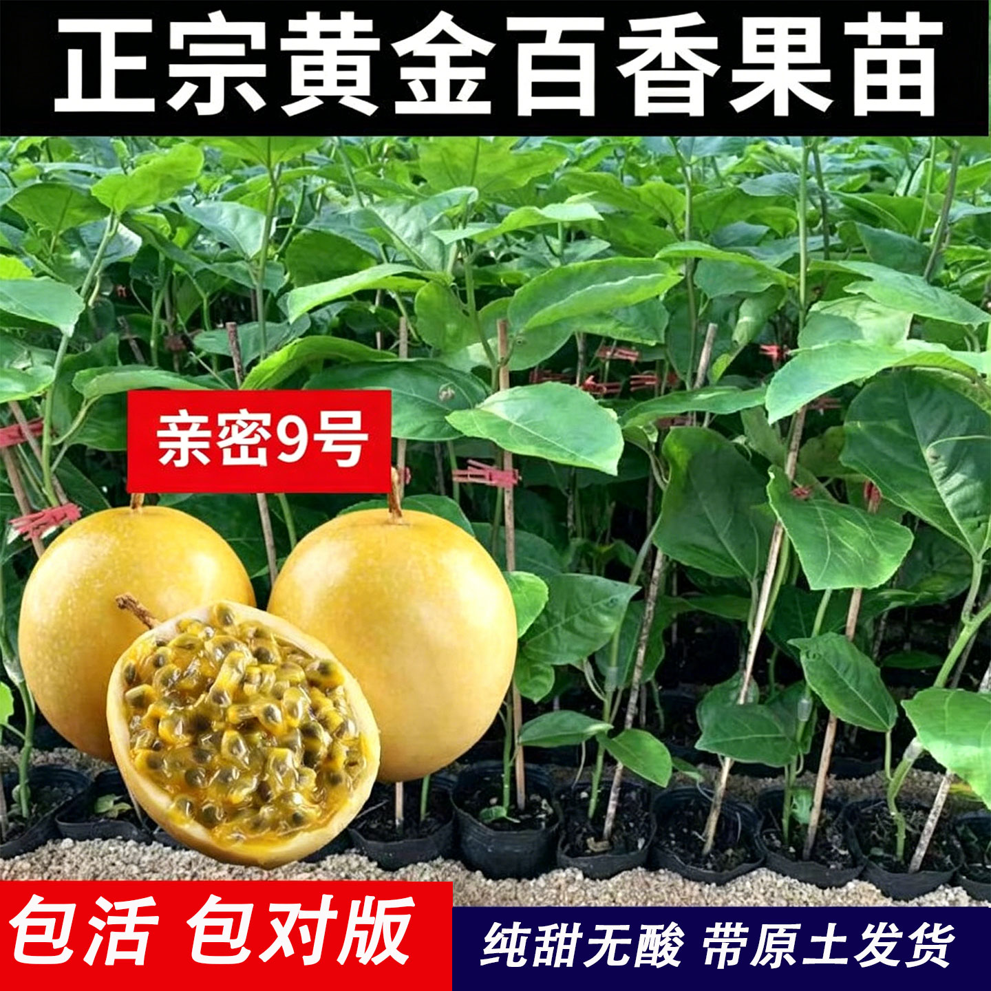 正宗纯甜黄金百香果树苗广西9号嫁接苗四季爬藤盆栽地栽带土发货