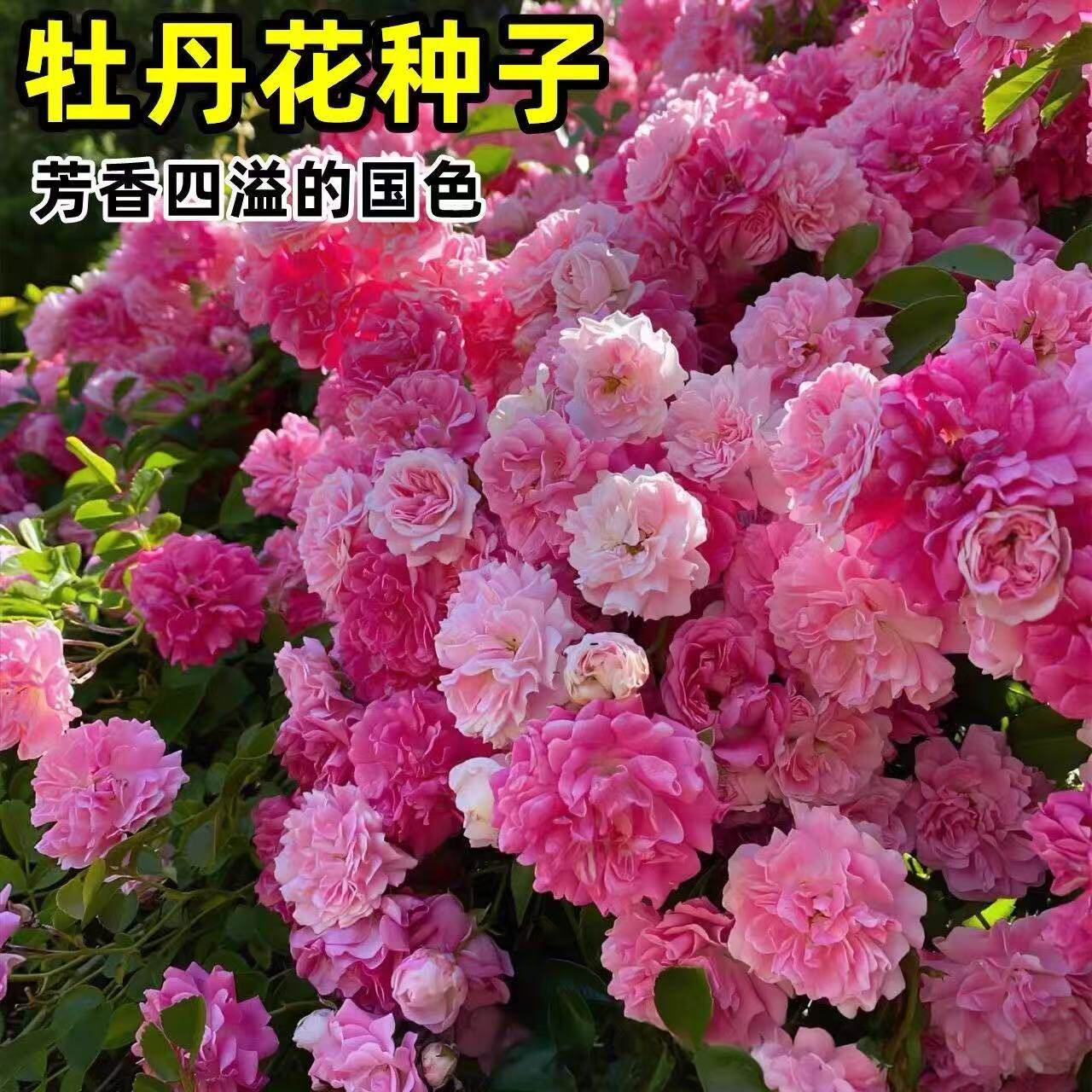 【缠枝牡丹花种子】家庭阳台小院四季种植盆栽地栽易种易活JM