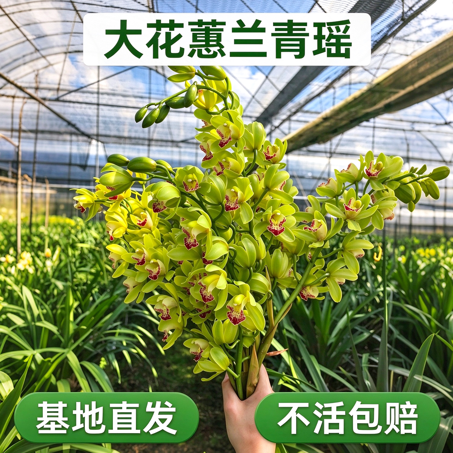 大花蕙兰 青瑶 翠绿红芯四季好养爆花神器居家装饰年宵兰花盆栽