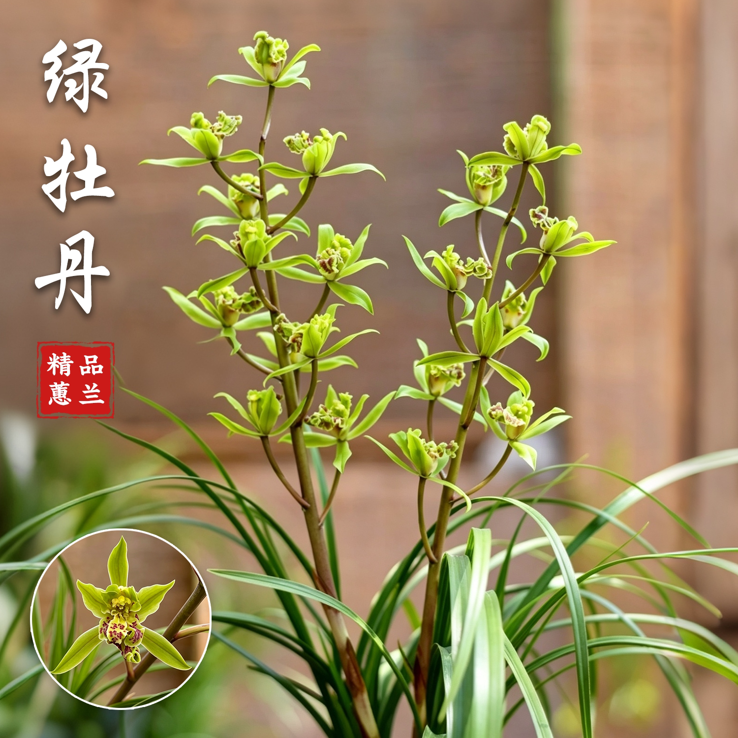 蕙兰 绿牡丹 奇花名品盆栽 浓香多瓣牡丹瓣室内茶室收藏观赏兰花