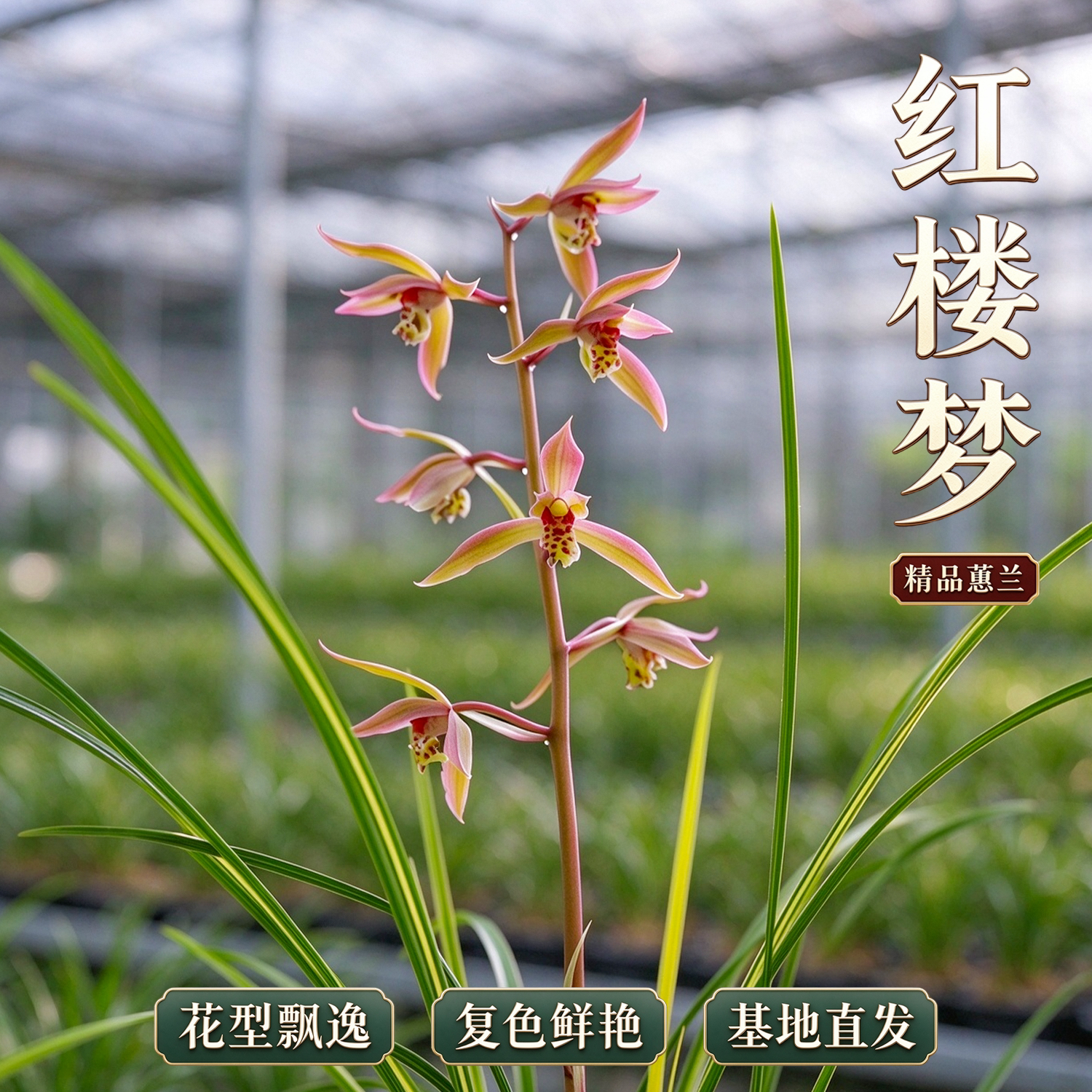蕙兰 红楼梦 铭品兰花苗 一杆多花浓香型 客厅阳台好养绿植盆栽