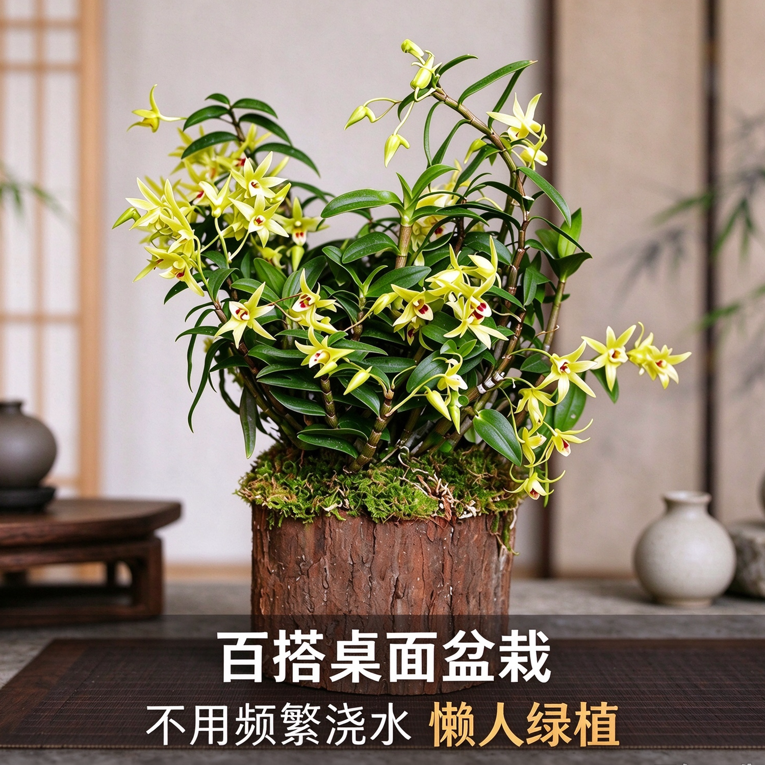 木桩铁皮石斛好养新手绿植盆栽