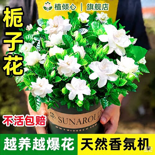 栀子花桌面绿植带花苞桌面绿植