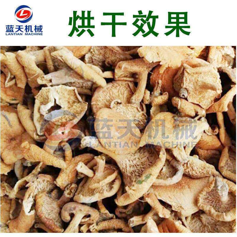 广西松树菌烘干机 全自动小型松毛菌铆钉菇烘干箱 松针菇烘干设备