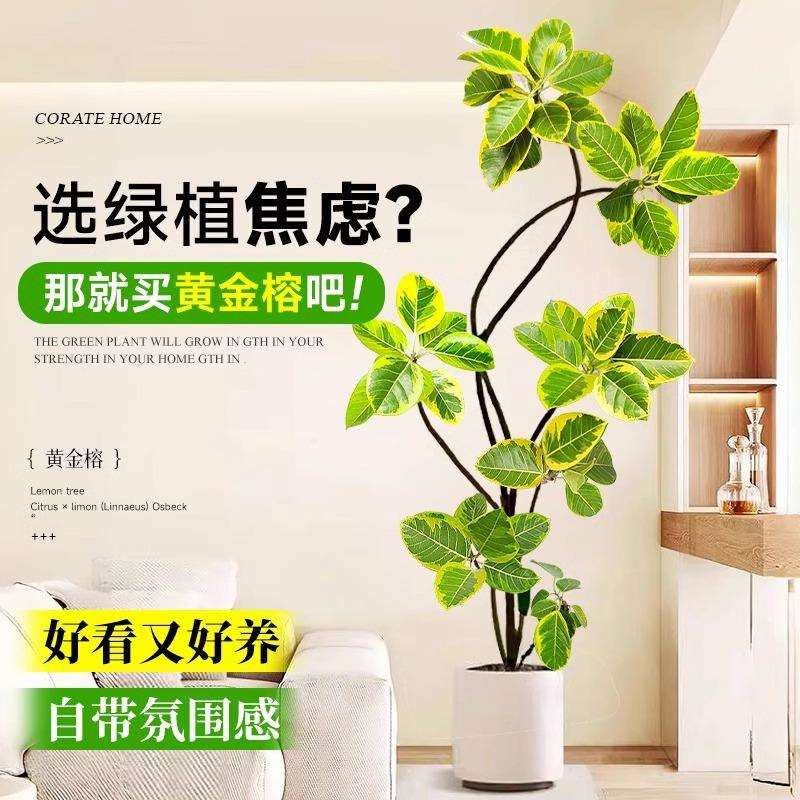 花叶造型黄金榕橡皮树客厅绿植富贵榕室内办公室绿植大型盆栽植物