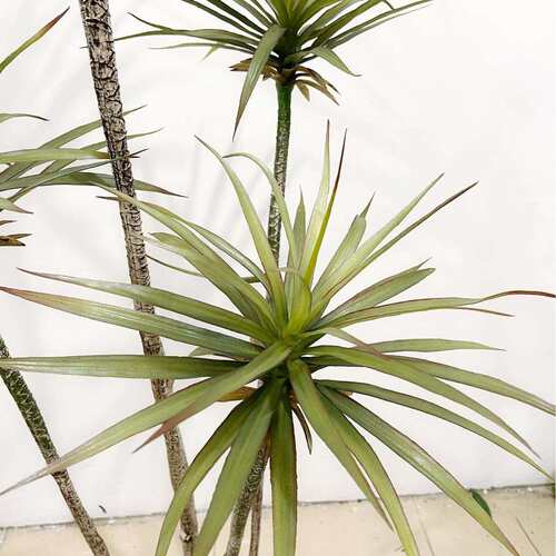 含阳 狭叶龙舌兰 千年木假树盆栽橱窗装饰仿真植物人造植物假花