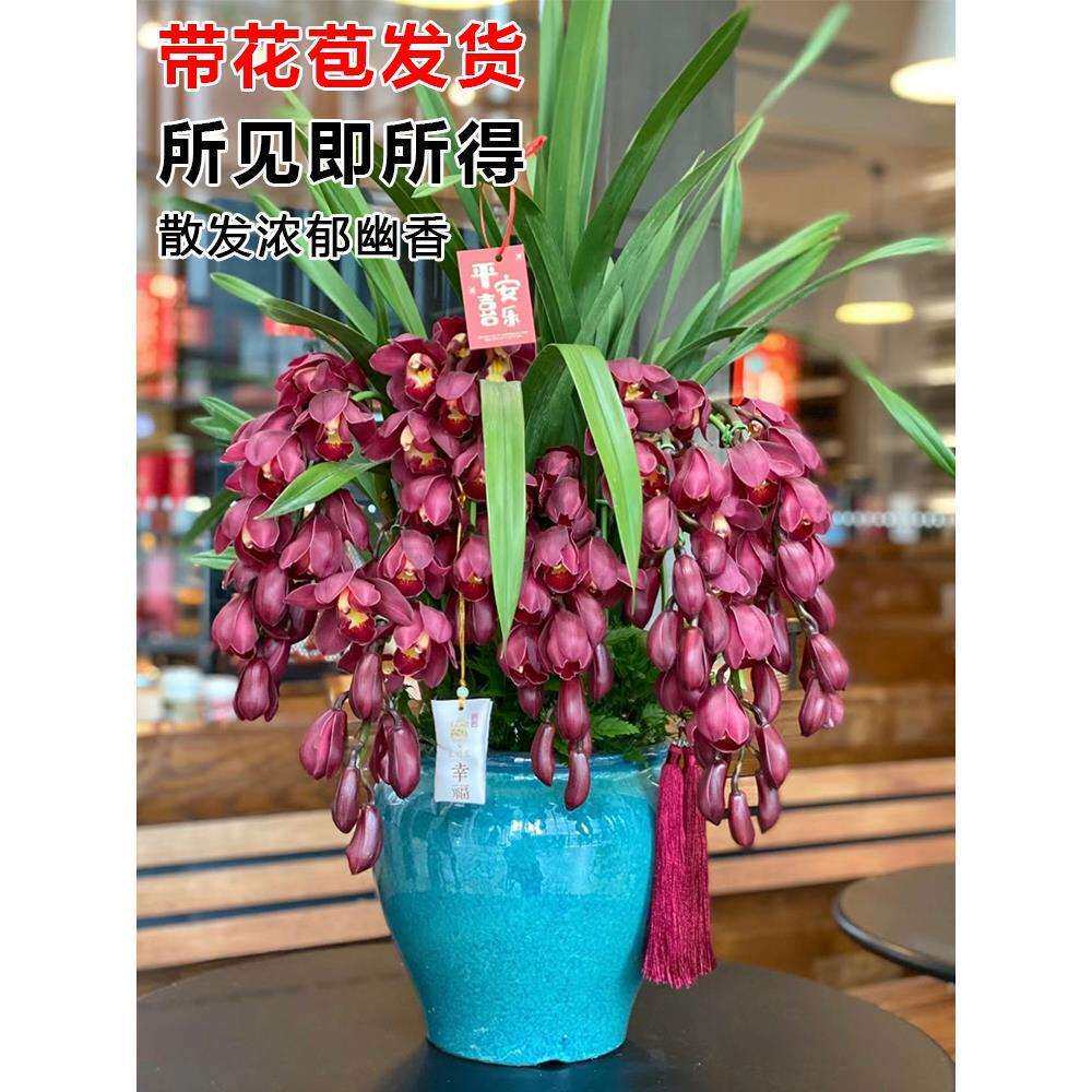 大花惠兰室内鲜花带花苞盆栽春节蕙兰新年宵过年耐寒耐冻花卉植物
