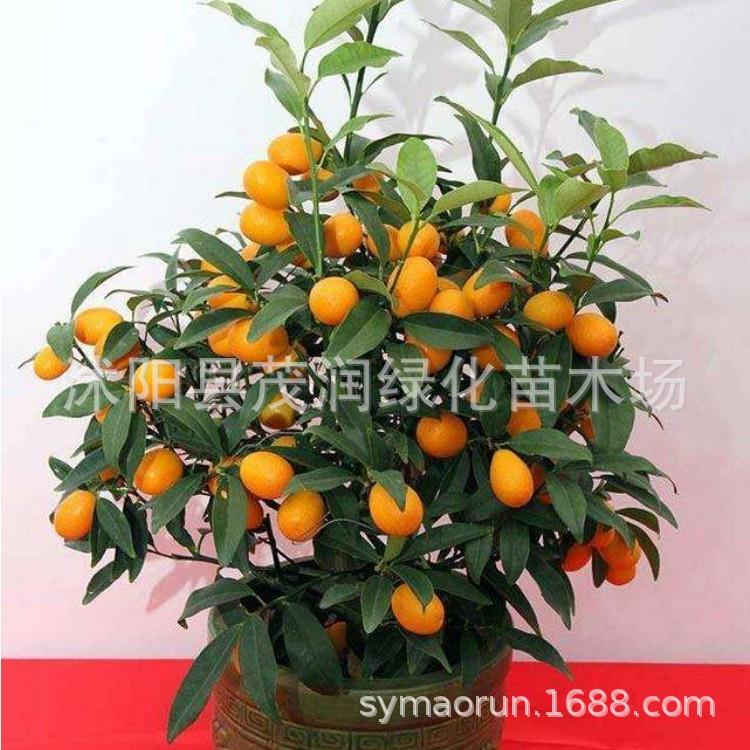 室内盆栽喜庆花卉植物 金橘子金桔盆栽 带果发货橘子盆栽年宵花卉