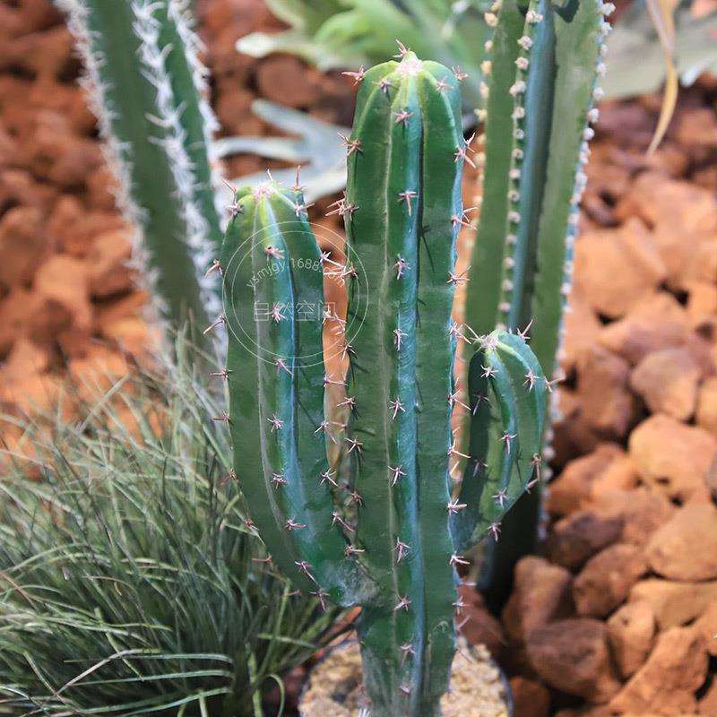 真仙人柱人造植物室内装饰仿真绿植家居摆件盆栽假仙人掌