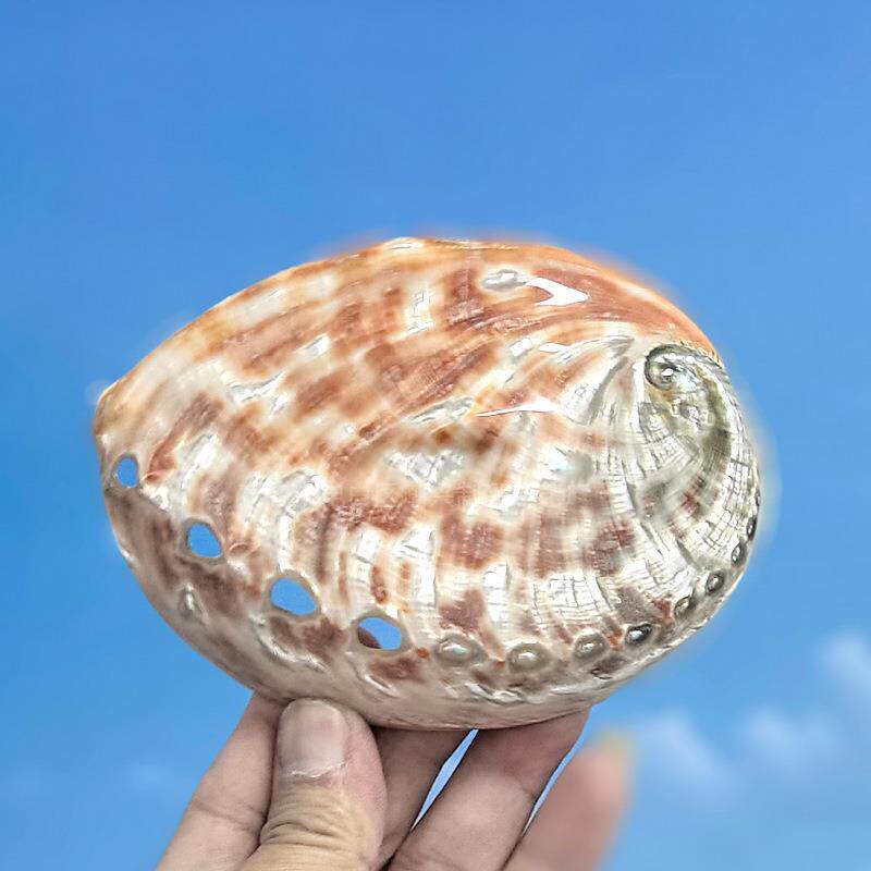 天然鲍鱼壳加州红鲍鱼壳鱼缸水族造景装饰家居收藏拍摄道具