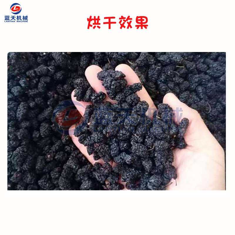 小型电加热桑葚烘干机 桑椹子桑果烘干机 桑蔗烘干设备厂家全自动