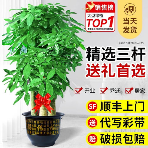 步步高发财树特大客厅开业送礼大盆栽室内植物绿植落地大号招财树