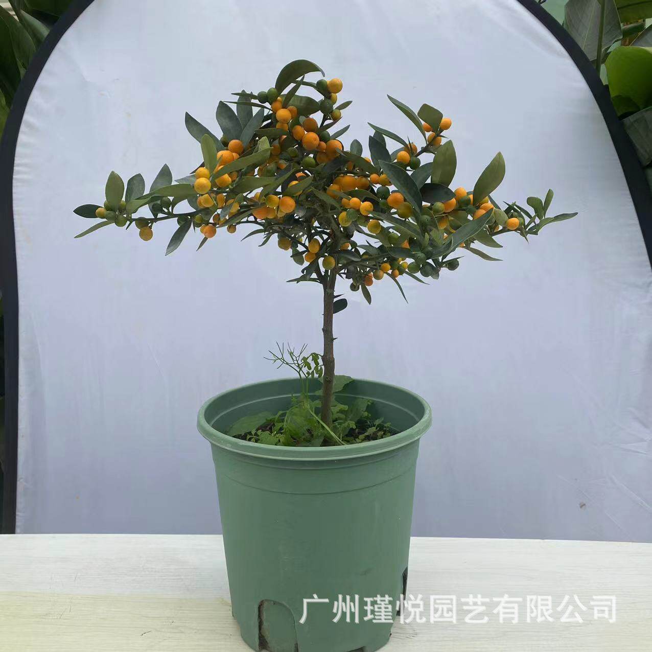 高品质年宵花基地批发金桔盆栽金豆盆栽室内装饰真花吉祥寓意花卉