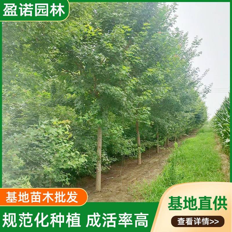 规格全大量现货绿化风景树独干五角枫单株独干苗木园林绿化五角枫
