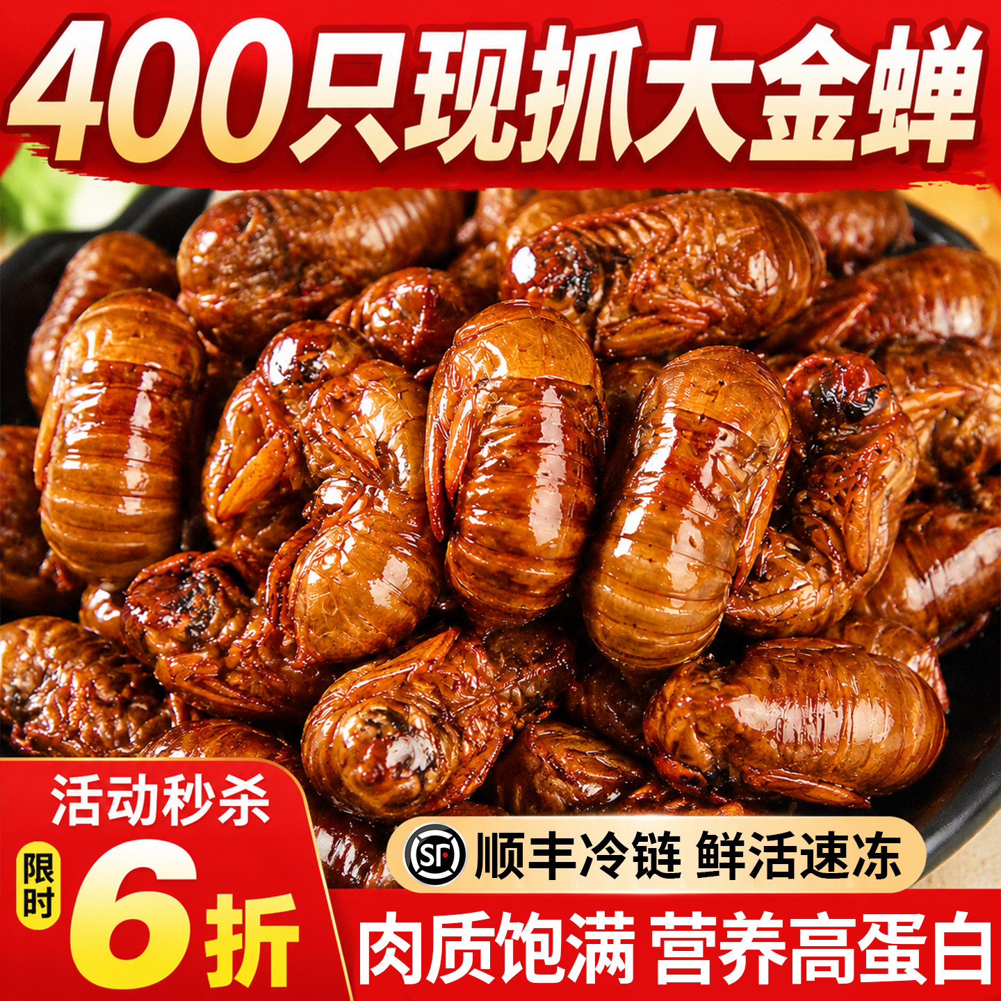 【400只大金蝉】山东活体现抓图片