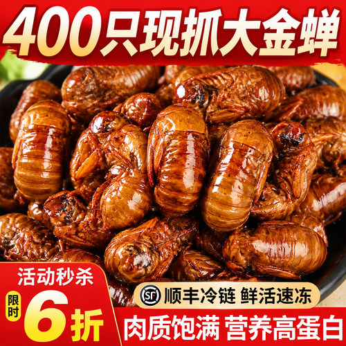 【400只大金蝉】山东活体现抓