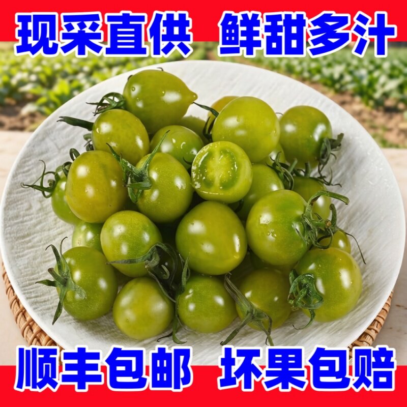 山东青田2号小番茄现摘多汁