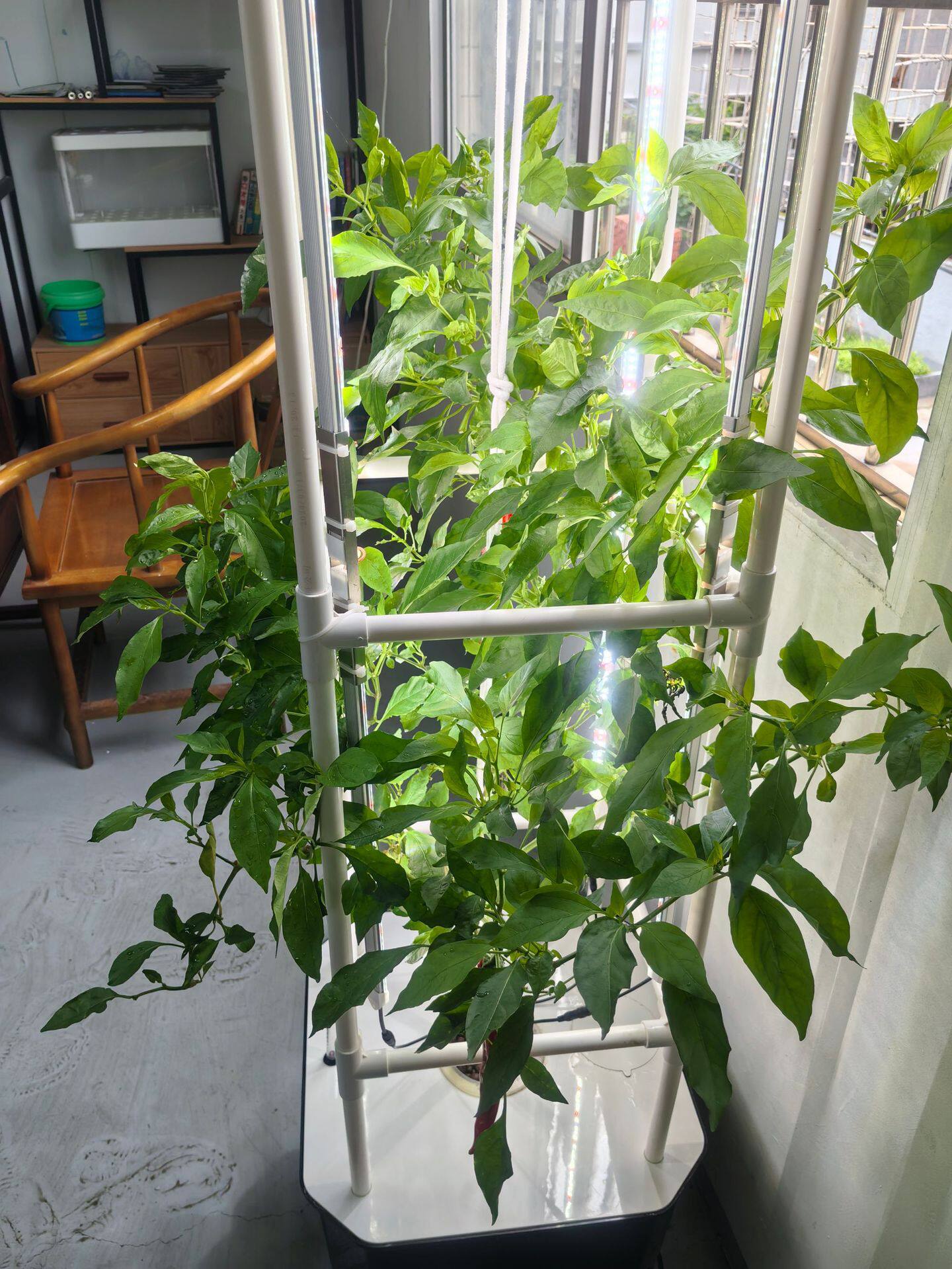 瓜果种植箱室内植物培养箱辣椒黄瓜番茄水培箱无土栽培设备种菜机