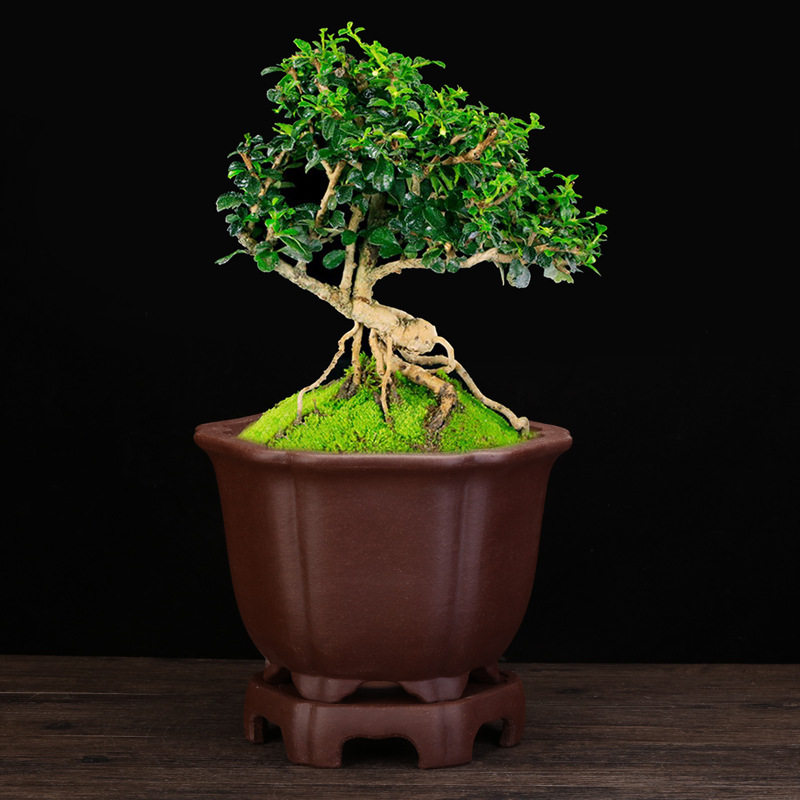 紫砂兰花盆大号六方客厅绿植古典盆景带底座君子兰蝴蝶兰松柏批发