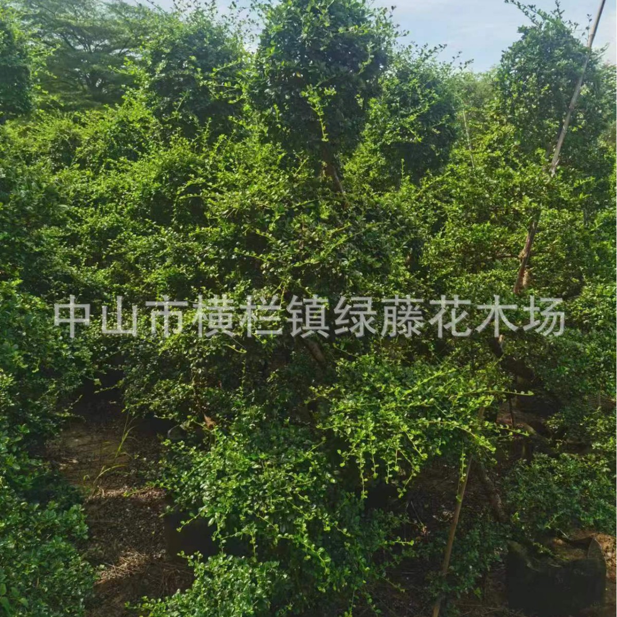 造型福建茶批发园林地被庭院绿化工程苗木园林造景批发景观种植