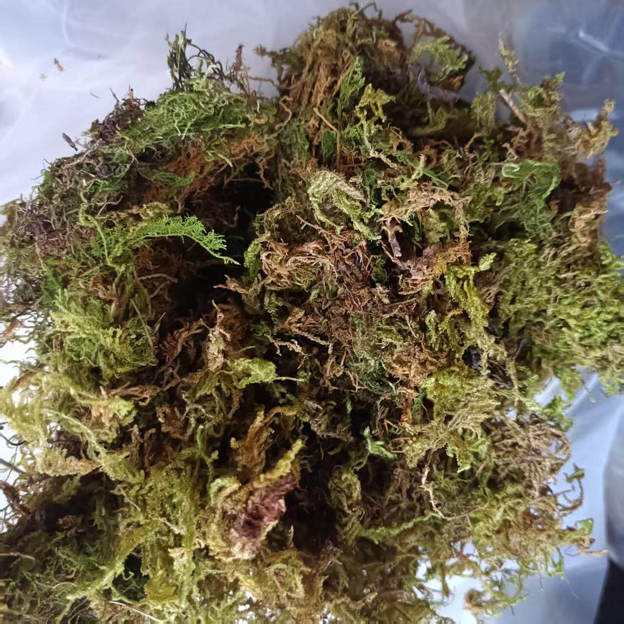 干苔藓原色青苔蝴蝶兰花多肉石斛营养土育苗嫁接乌龟冬眠垫材批发