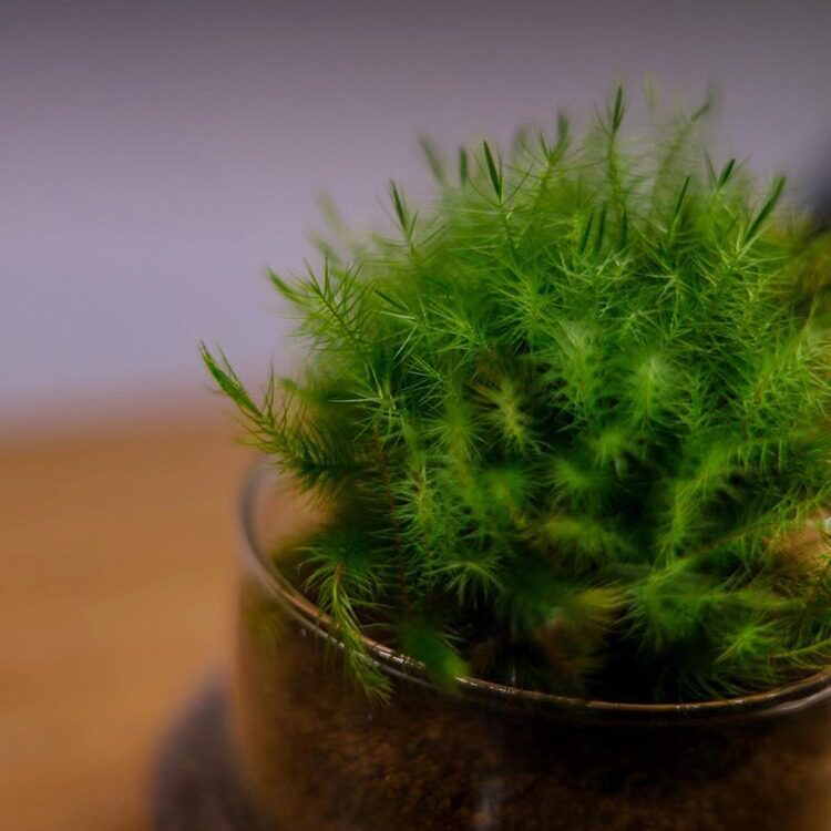 闷养点缀苔藓大桧藓鲜活苔藓植物造景装饰好养活高品质批发