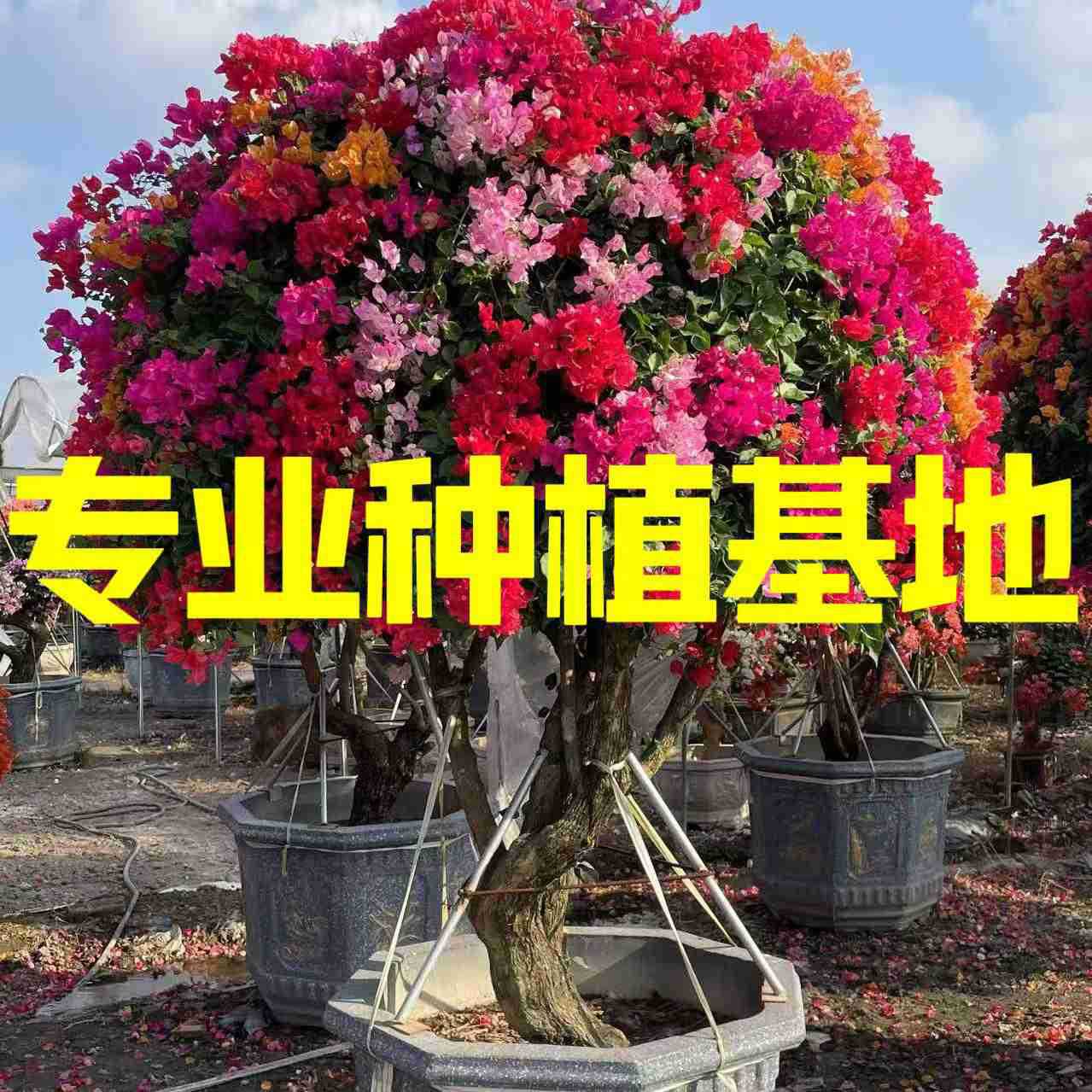 广西三角梅桩头报价 重庆红花三角梅盆景 五雀造型三角梅树桩价格