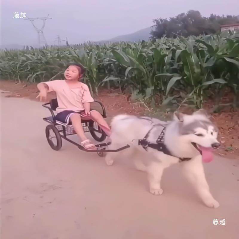 狗拉车大型犬外出拉车人坐载人载物买菜车宠物遛狗车雪橇车爬犁车