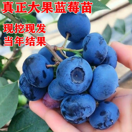 蓝莓果树苗薄雾莱克西盆栽地栽当年结果南方北方种植特大蓝莓树苗