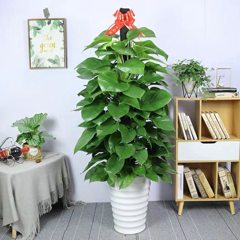 批发绿萝立柱大盆栽大型办公室客厅植物盆花卉吸甲醛大叶净化空气