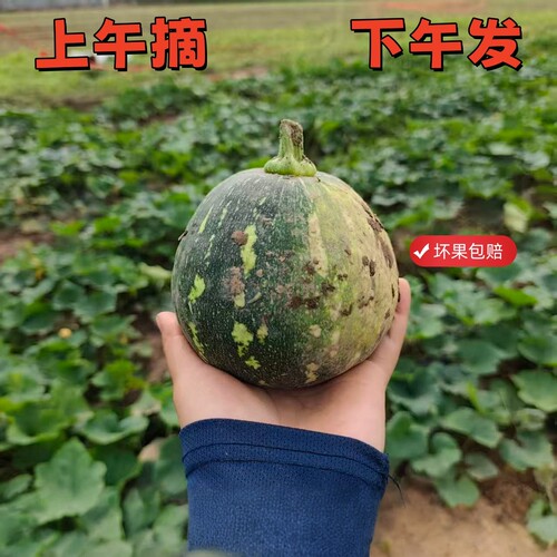 正宗农家嫩南瓜迷你青南瓜甜瓜露天传统种植无狠活健康口感好新鲜