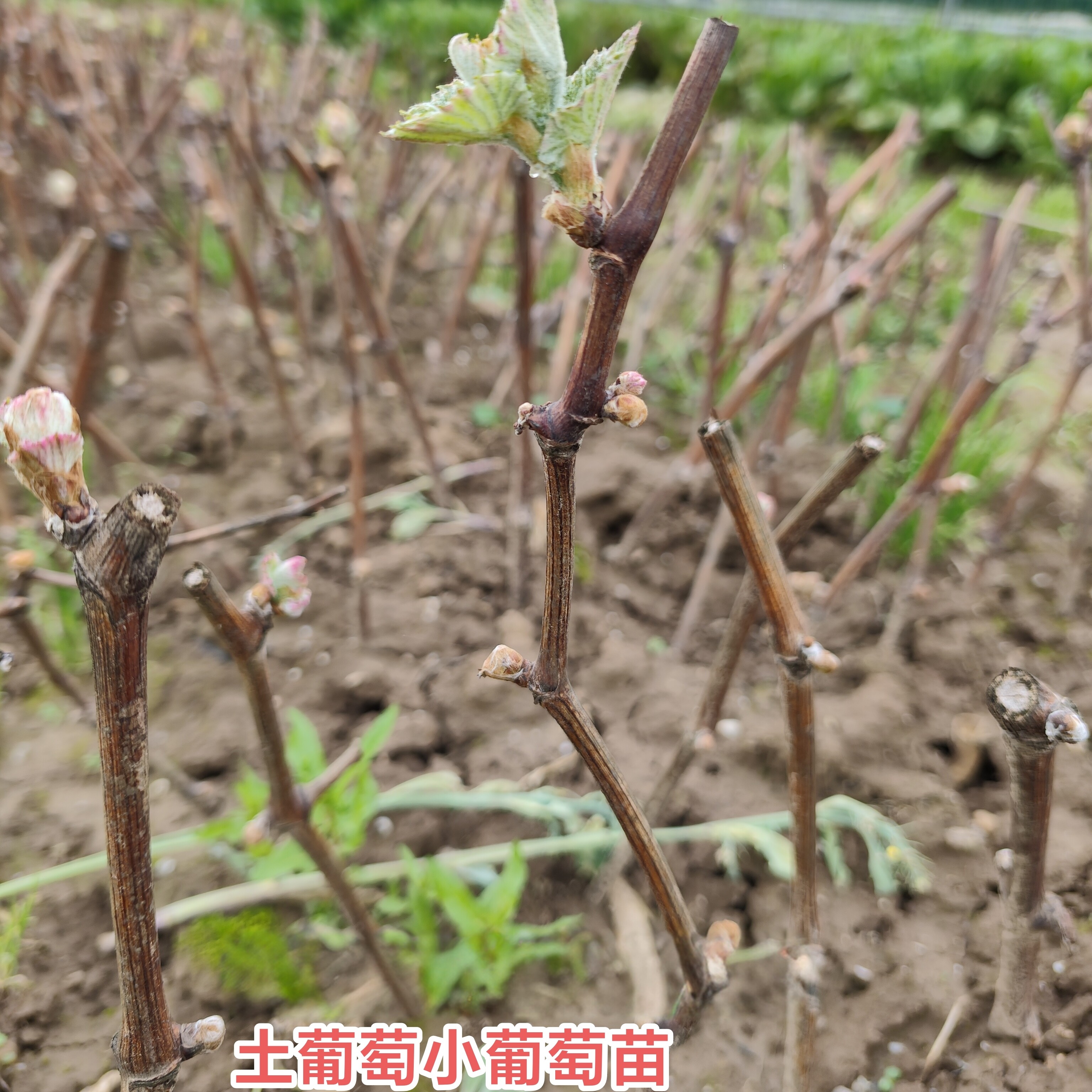 农家巨峰有籽葡萄苗老品种土葡萄苗自然生长现拔现发栽种简单