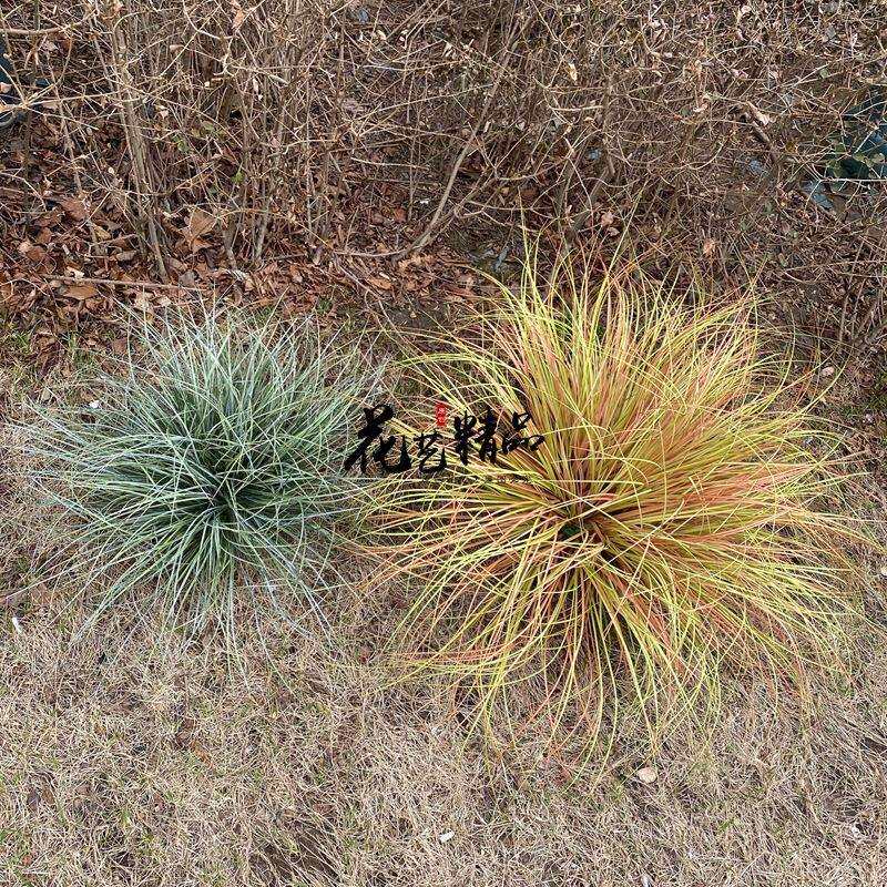 造景套装狗尾草芦苇橱窗装饰秋色黄色地被细兰叶套装绢花草堆仿真