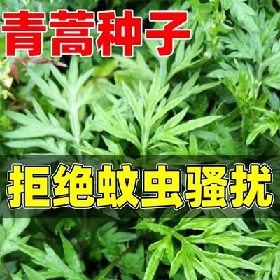 青蒿种子四季播种易活盆栽庭院青蒿材种籽素艾蒿香蒿种孑草籽