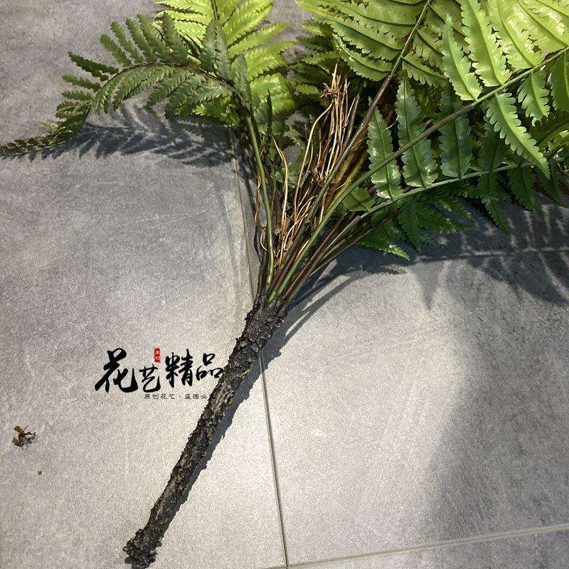 蕨类植物地被波斯草羊齿蕨肾蕨排草波斯顿草狼牙蕨田园芒黑骨芒草