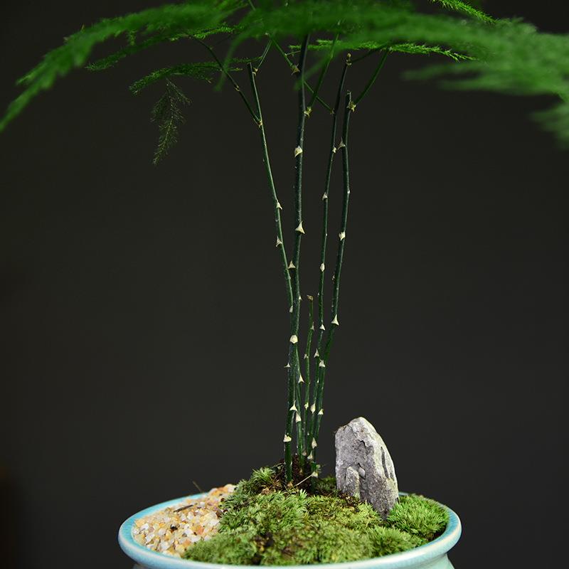文竹盆栽植物室内客厅中式盆景好养绿植办公客厅室创意摆件常青