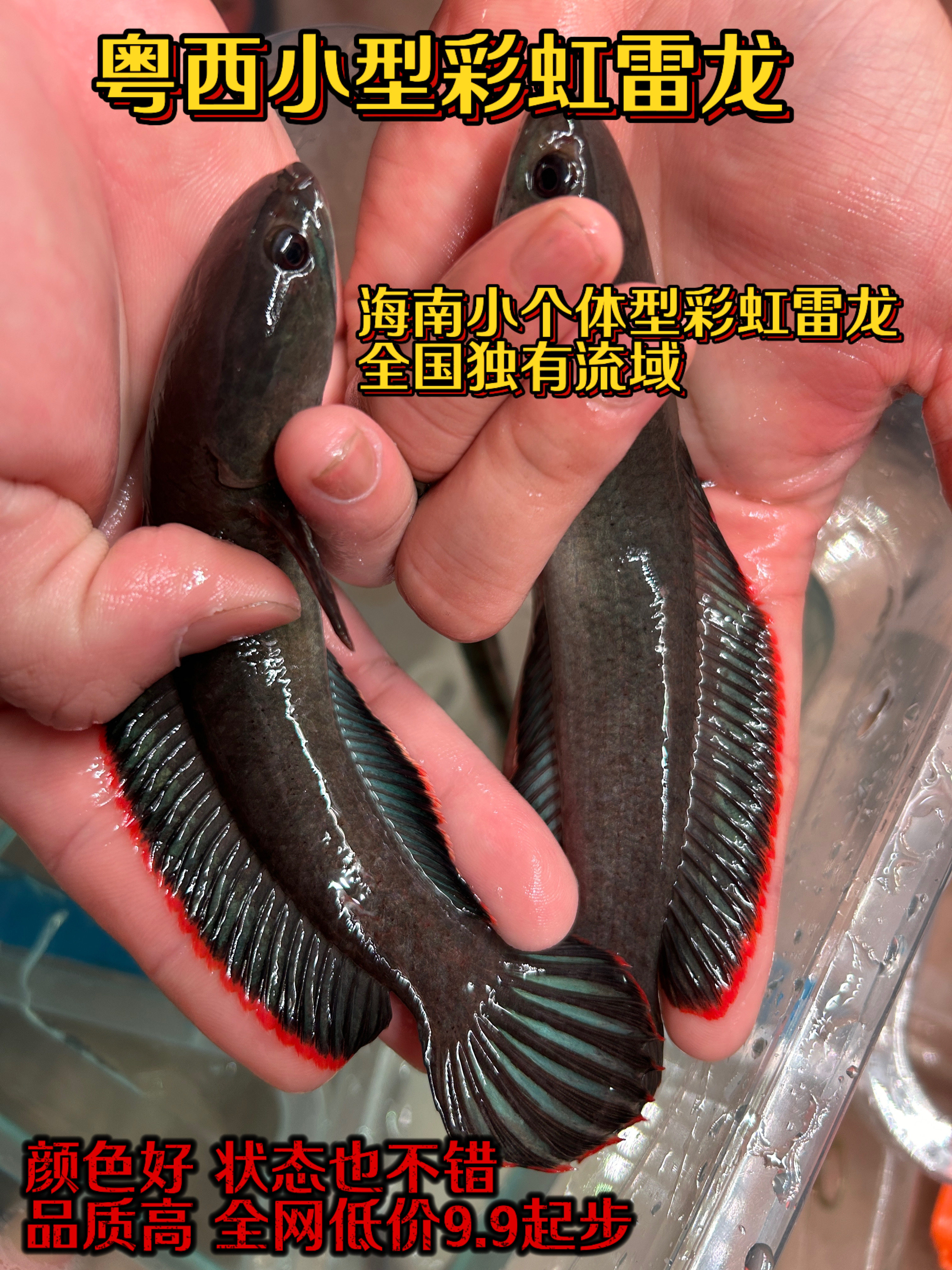 海南小型彩虹雷龙鱼活体凶猛南鳢鱼