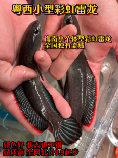 海南小型彩虹雷龙鱼活体凶猛南鳢雷龙耐养淡水冷水观赏鱼粤西小型