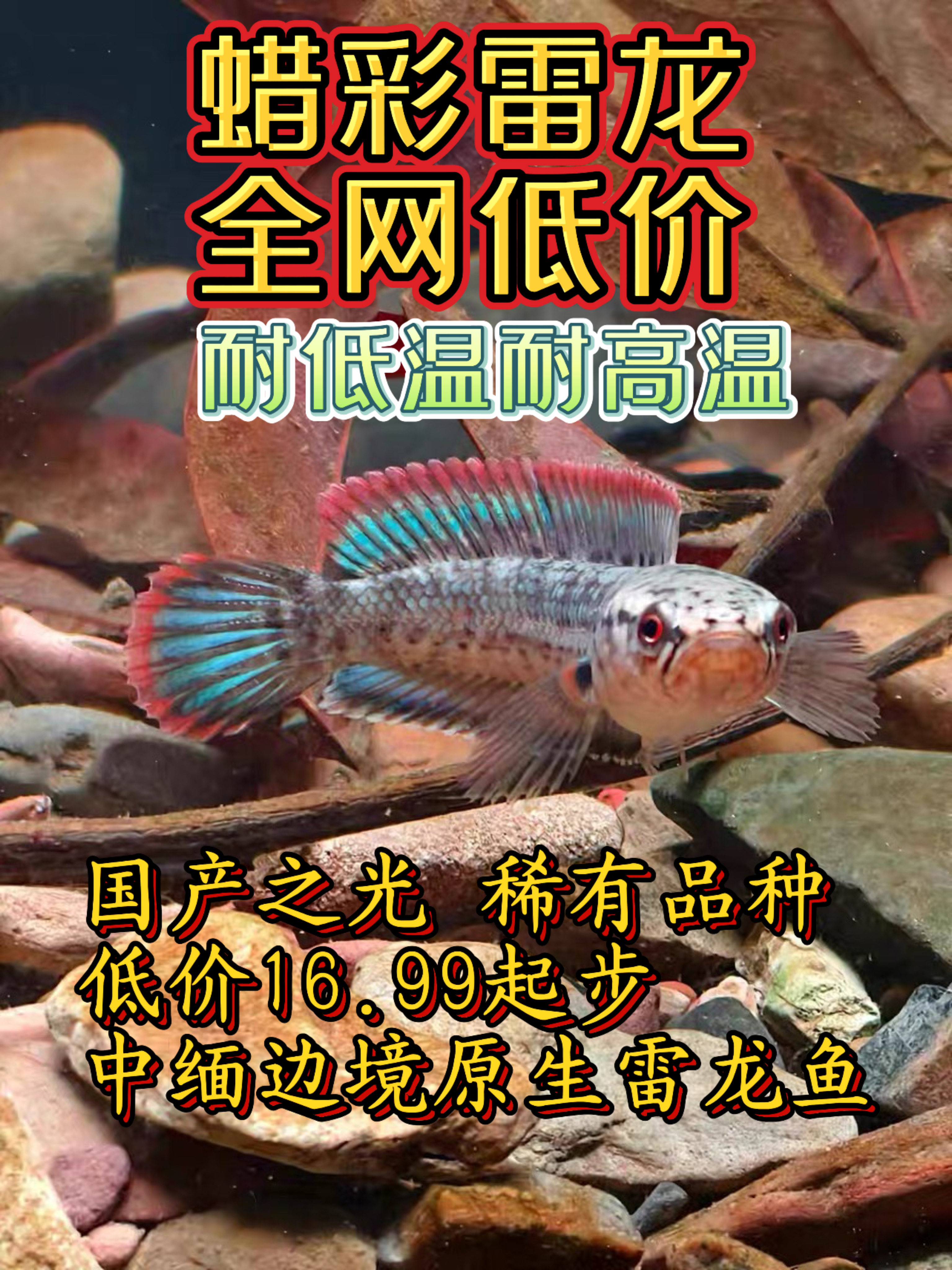 雷龙鱼观赏鱼猛鱼好养活淡水鱼蜡鱼