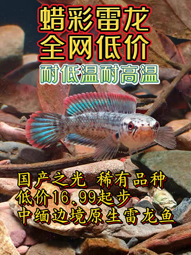 雷龙鱼观赏鱼猛鱼好养活淡水鱼蜡彩雷龙云缅边境蓝帆红边雷龙鱼