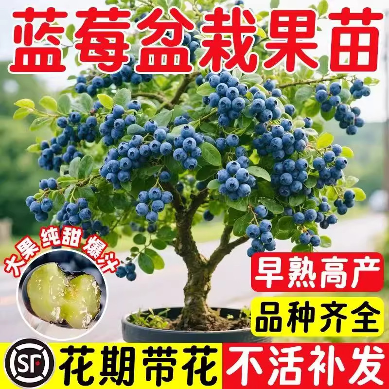 蓝莓树果苗带花苞蓝莓苗南北方种植兔眼特大阳台盆栽树苗当年结果