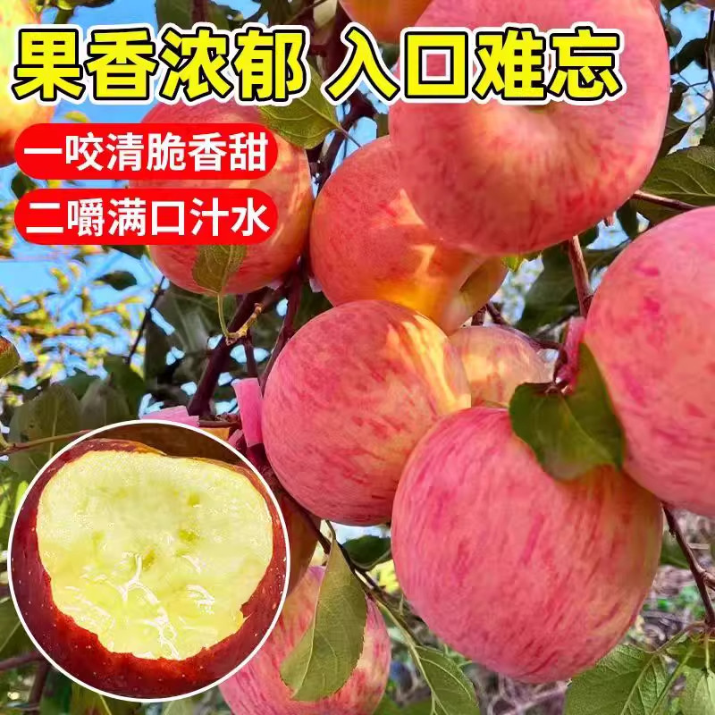 苹果树苗南方北方种植盆栽地栽当年结果冰糖心苹果苗活苗矮化果树