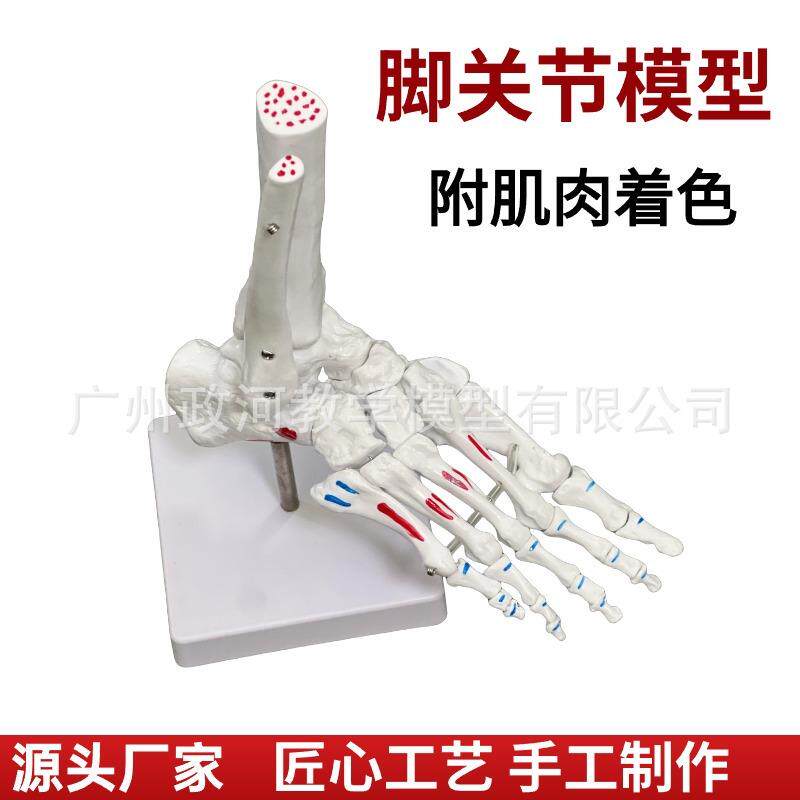 厂家脚关节手关节带肌肉着色模型人体脚关节踝关节足骨手仿真模型
