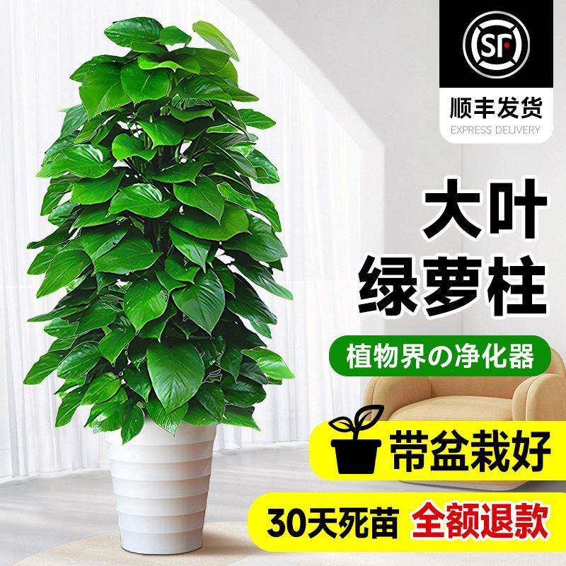 大叶绿萝柱盆栽吸甲醛大型绿植室内招财旺宅公室绿箩客厅好养活