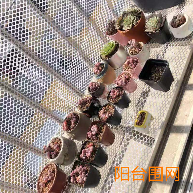 塑料网 隔离围栏网育雏漏粪脚踩垫网养殖平网养鸡防坠落防护网格