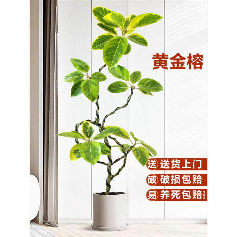 花叶橡皮树造型黄金榕绿植办公室内落地式富贵榕好养大型盆栽植物