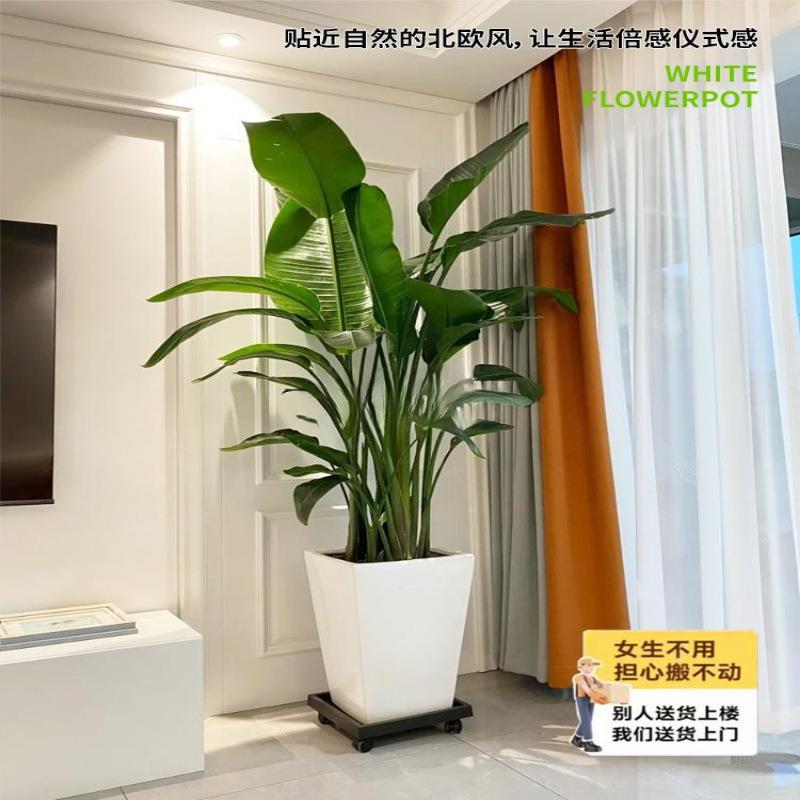 天堂鸟绿植室内四季常青盆栽客厅大型办公好养新房植物花卉去甲醛