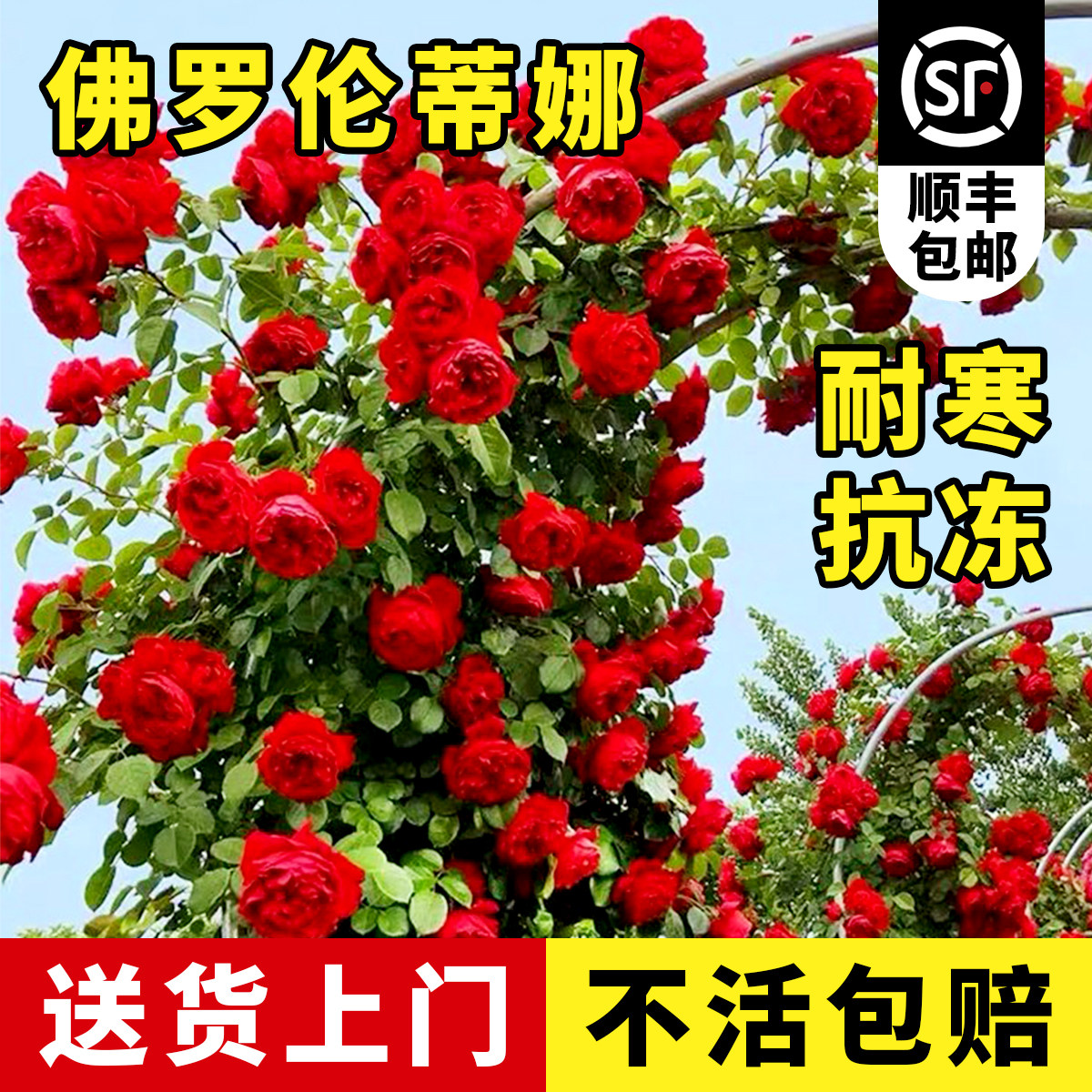 佛罗伦蒂娜红花藤本月季四季开