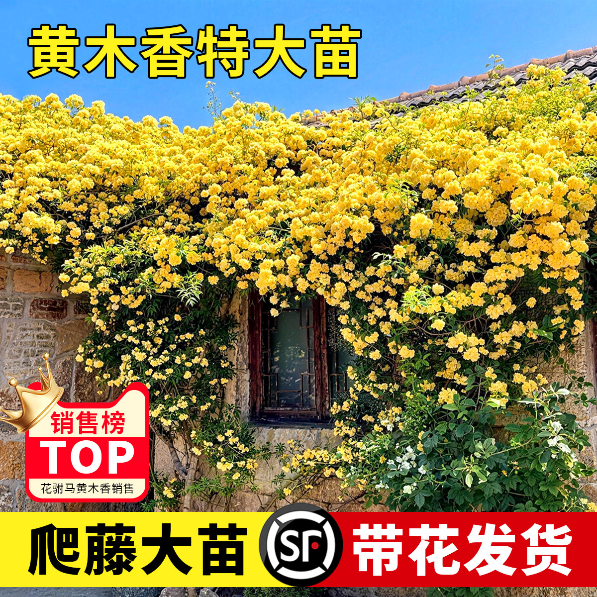 黄木香金黄色的藤本月季花苗爬藤植物庭院阳台四季开花观赏花卉
