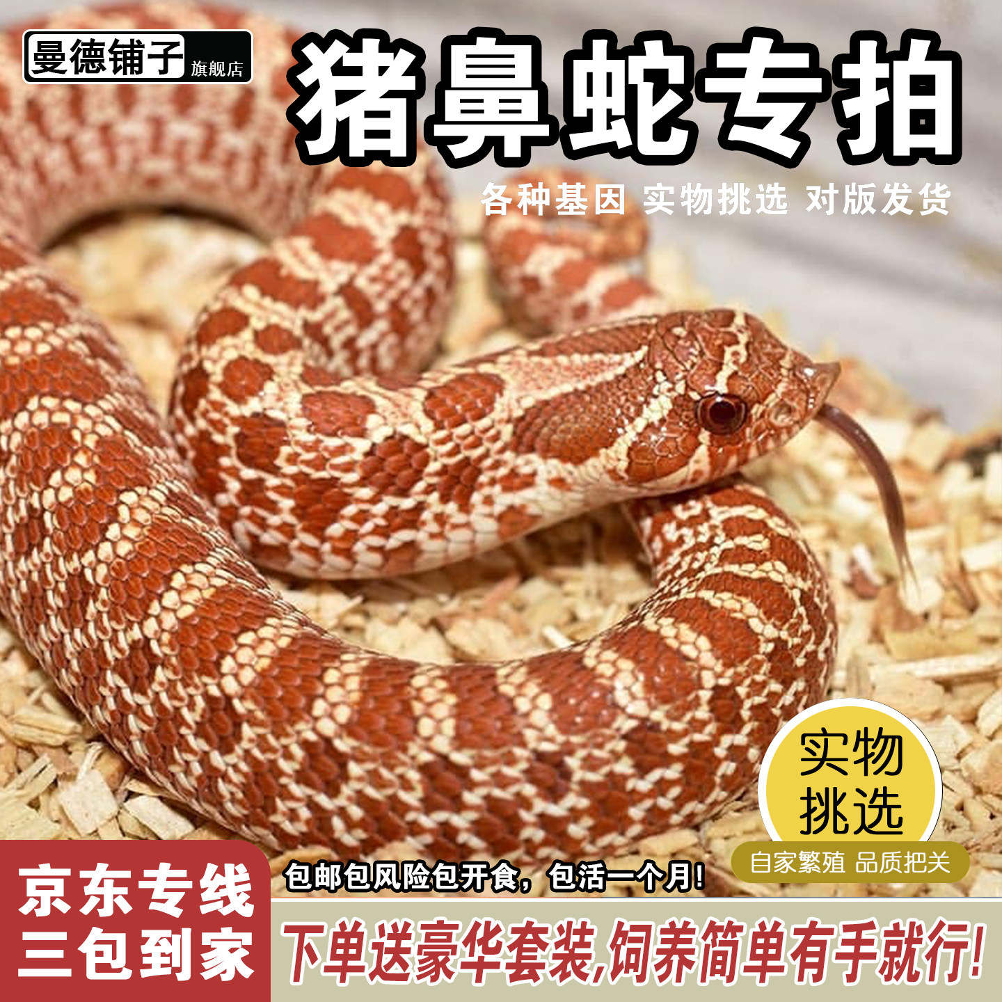活体宠物蛇温顺不咬人新手易养